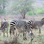 Kenya (6)