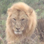 Kenya (8)